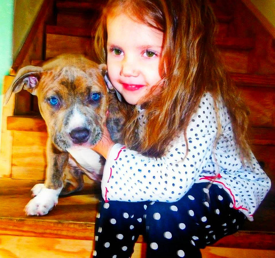 Hannah joined the competition — help win amazing prizes! bow_tie, brown_hair, canidae, carnivore, companion_dog, dog, dog_breed, dog_clothes, dog_supply, fawn, fun, fur, hair, happy, joy, pattern, person, sleeve, smile, sporting_group