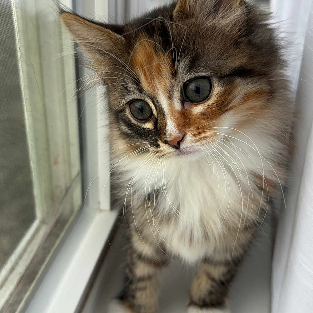 Ella joined the competition — help win amazing prizes! animal, cat, closeup, curious, cute, feline, fluffy, fur, indoors, kitten, paws, pet, portrait, soft, tabby, whiskers, white_paws, window, windowsill, young