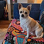 Millie is registered to the contest to win money with this photo: dog, chihuahua, indoor, couch, patterned_fabric, living_room, lamp, photograph, decor, small_dog, pet, furniture, portrait, seated, ears, brown_and_white, wood_floor, cozy, home, curious