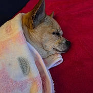 Millie joined the competition — help win amazing prizes! dog, blanket, sleeping, cozy, rest, pet, fur, animal, indoor, comfort, snug, red_background, close_up, side_profile, warm, cute, peaceful, relaxation, small_dog, wrapped