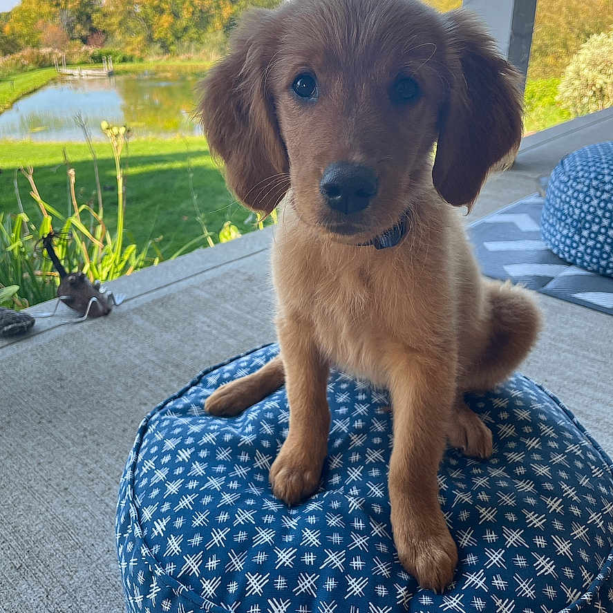 Scout joined the competition — help win amazing prizes! airedale, animal, canine, cockerspaniel, couch, cushion, dog, furniture, goldenretriever, grass, homedecor, hound, kangaroo, outdoors, pet, plant, poodle, puppy, terrier, water