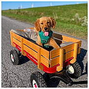 Scout is registered to the contest to win money with this photo: animal, beachwagon, canine, carriage, cockerspaniel, device, dog, grass, lawn, lawnmower, machine, pet, plant, puppy, spoke, tool, transportation, vehicle, wagon, wheel