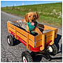 animal, beachwagon, canine, carriage, cockerspaniel, device, dog, grass, lawn, lawnmower, machine, pet, plant, puppy, spoke, tool, transportation, vehicle, wagon, wheel
