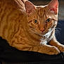 abyssinian, animal, cat, hardwood, kitten, manx, pet, wood