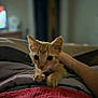 abyssinian, animal, bed, bedroom, blanket, cat, couch, cushion, furniture, homedecor, indoors, kitten, manx, pet, room, siamese