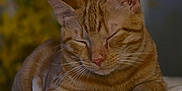 Kim Anderson is registered to the contest to win money with this photo: abyssinian, animal, blanket, cat, hardwood, kitten, manx, pet, towel, wood