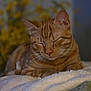 abyssinian, animal, blanket, cat, hardwood, kitten, manx, pet, towel, wood