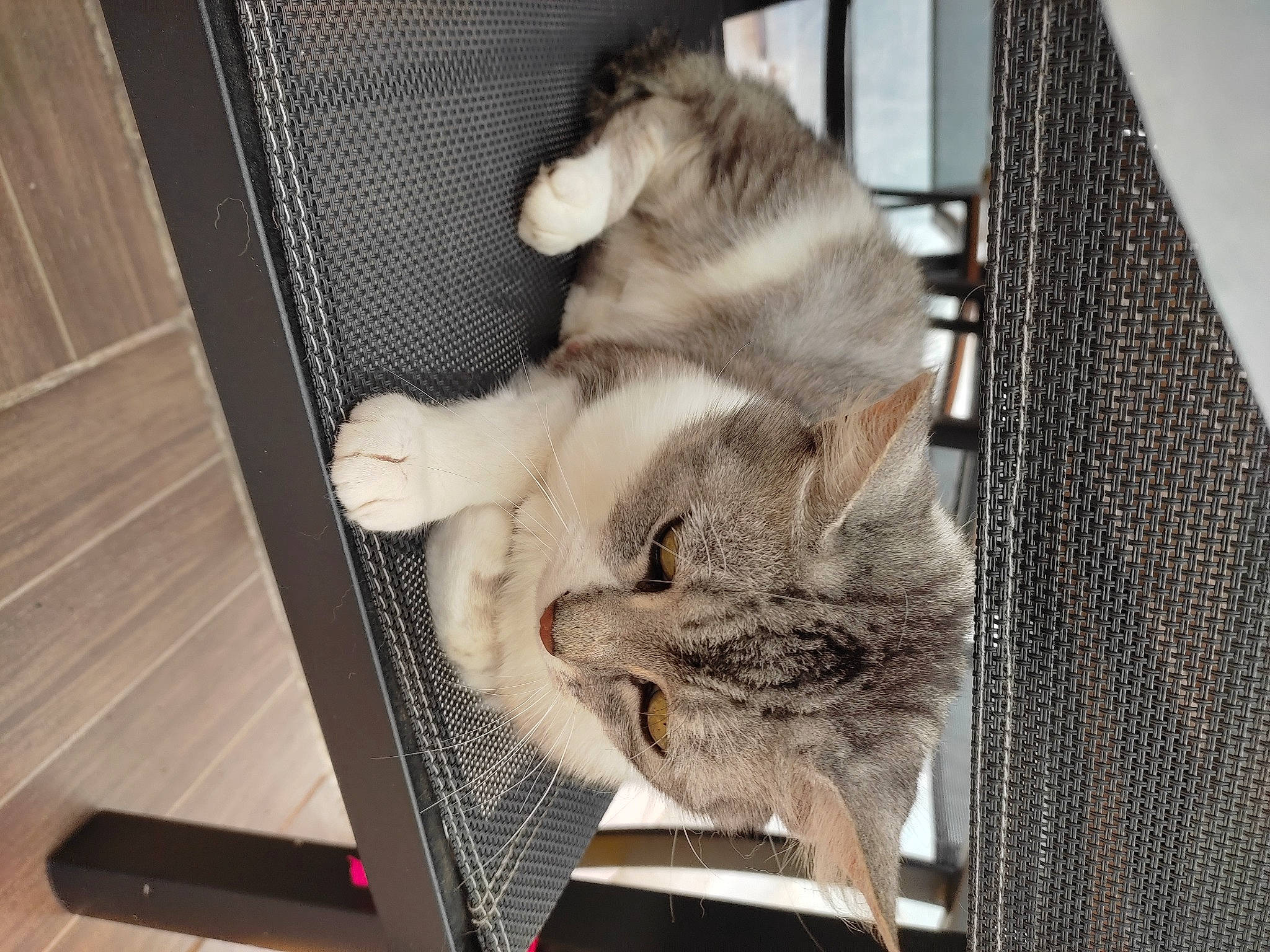 Chachou a rejoint le concours — aidez-le/la à gagner de superbes lots ! animal_shelter, carnivore, cat, cat_supply, claw, comfort, domestic_short_haired_cat, fawn, felidae, fur, grey, metal, nap, paw, pet_supply, small_to_medium_sized_cats, snout, tail, whiskers, wood