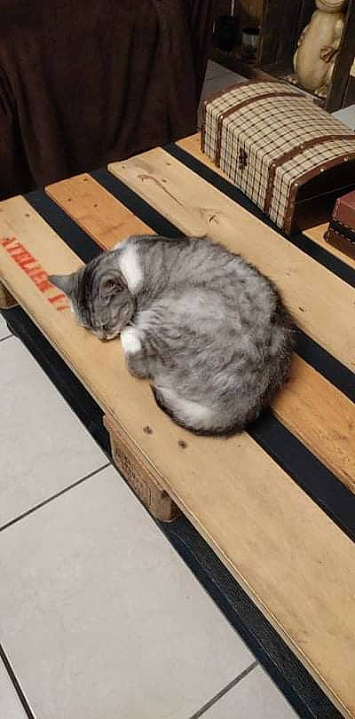 Chachou a rejoint le concours — aidez-le/la à gagner de superbes lots ! carnivore, cat, comfort, domestic_rabbit, domestic_short_haired_cat, felidae, floor, flooring, fur, hardwood, mammal, publication, rabbits_and_hares, small_to_medium_sized_cats, snout, tail, terrestrial_animal, vertebrate, whiskers, wood