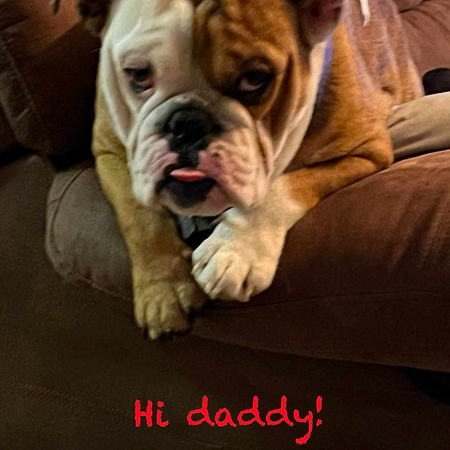 Bruiser joined the competition — help win amazing prizes! animal, bostonbull, boxer, bulldog, canine, couch, cushion, dog, frenchbulldog, furniture, homedecor, person, pet, pitbull, puppy, quilt, sleeping