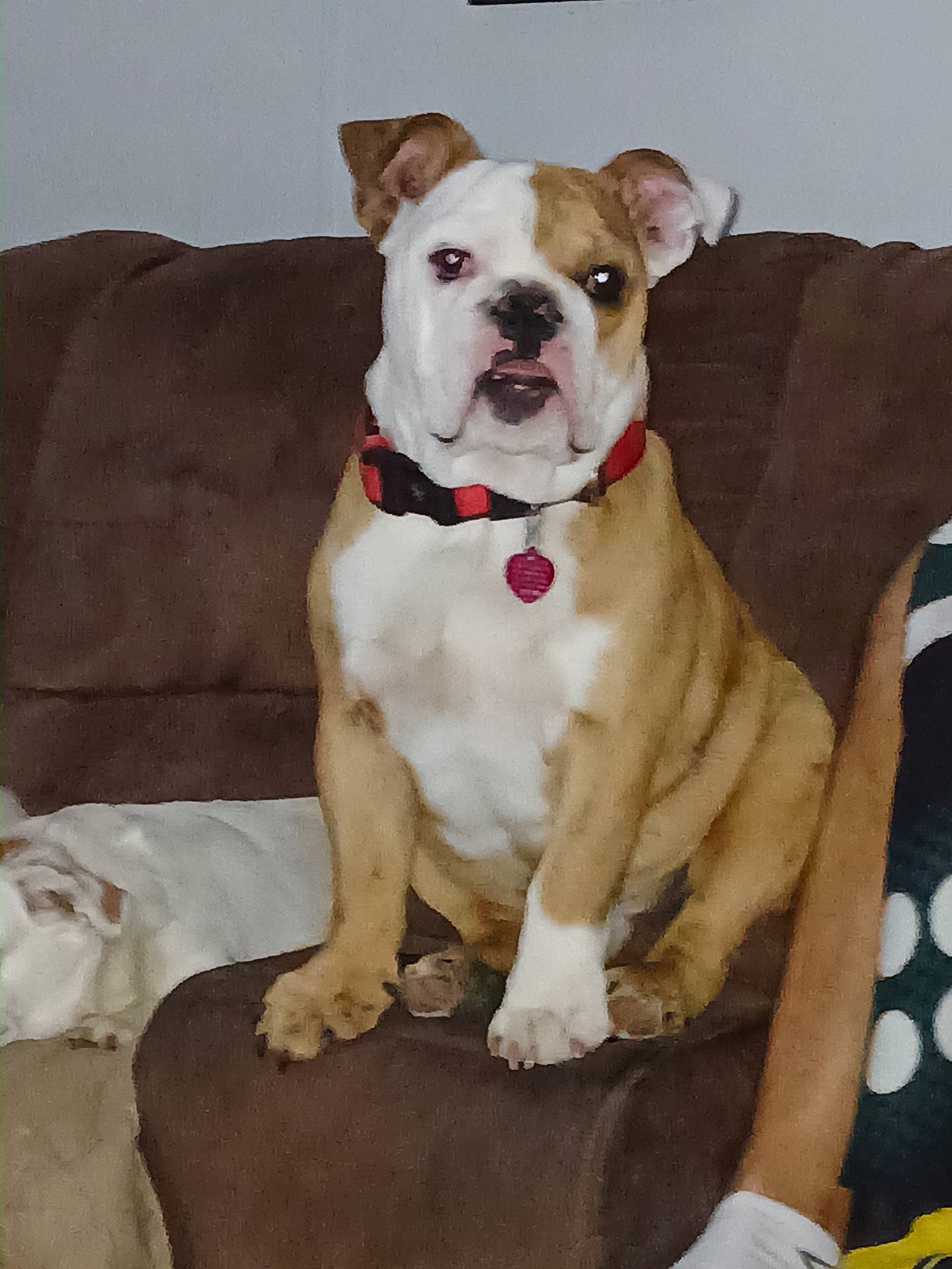 Bruiser joined the competition — help win amazing prizes! animal, armchair, bostonbull, boxer, bulldog, canine, chair, couch, cushion, dog, frenchbulldog, furniture, homedecor, hound, indoors, interiordesign, pet, pitbull, puppy