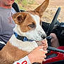 Jackson is registered to the contest to win money with this photo: dog, person, vehicle, collar, hand, brown, white, smile, outdoor, window, seat, steering_wheel, casual_clothing, pet, closeup, companion, alert, lap, nature, daylight