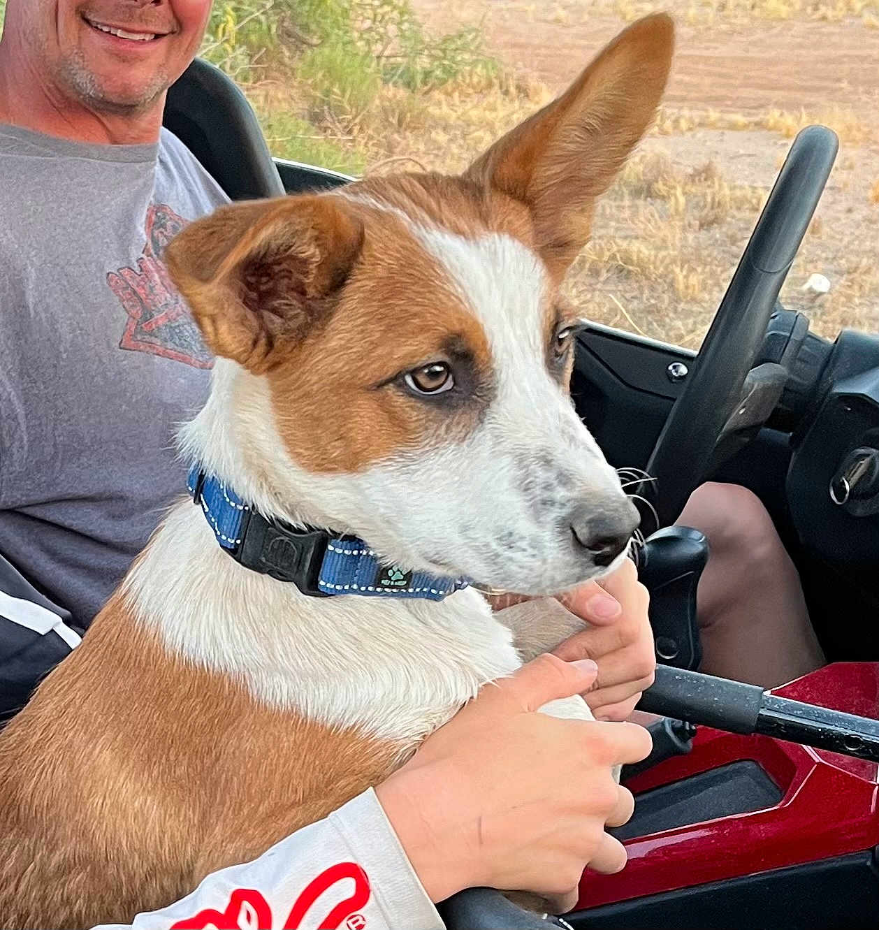 Jackson is registered to the contest to win money with this photo: dog, person, vehicle, collar, hand, brown, white, smile, outdoor, window, seat, steering_wheel, casual_clothing, pet, closeup, companion, alert, lap, nature, daylight