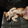 Jackson joined the competition — help win amazing prizes! dog, pet, leather_couch, relaxed, lying_down, small_dog, brown_and_white, fur, teeth, mouth_open, indoor, animal, cute, sleepy, paw, ears, snout, canine, resting, funny_pose