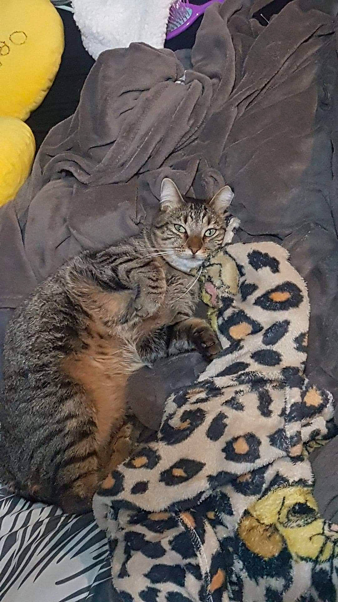 Nala a rejoint le concours — aidez-le/la à gagner de superbes lots ! american_shorthair, asian, california_spangled, carnivore, cat, domestic_short_haired_cat, dragon_li, egyptian_mau, european_shorthair, felidae, kitten, ocelot, ocicat, pixie_bob, small_to_medium_sized_cats, tabby_cat, whiskers, wild_cat