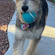 Charlotte joined the competition — help win amazing prizes! animal, canine, closeup, collar, daytime, dog, fetch, fur, gray, happy, outdoor, park, pet, playing, sidewalk, tag, tail, tennis_ball, walking, white