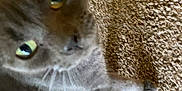 Maddie joined the competition — help win amazing prizes! cat, gray_cat, carpet, indoor, pet, feline, curious, closeup, yellow_eyes, wooden_chair, floor, animal, whiskers, paw, domestic_cat, furry, looking_up, texture, household, blurred