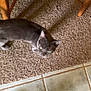 Maddie is registered to the contest to win money with this photo: cat, gray_cat, carpet, tile_floor, wooden_furniture, indoor, pet, animal, floor, legs, curious, cautious, blurry, home, domestic, feline, looking_up, shadow, texture, closeup