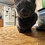 Maddie joined the competition — help win amazing prizes! cat, indoor, kitchen, table, refrigerator, wood, cabinet, curious, closeup, pet, animal, feline, domestic, home, furniture, container, plastic, background, appliance, close