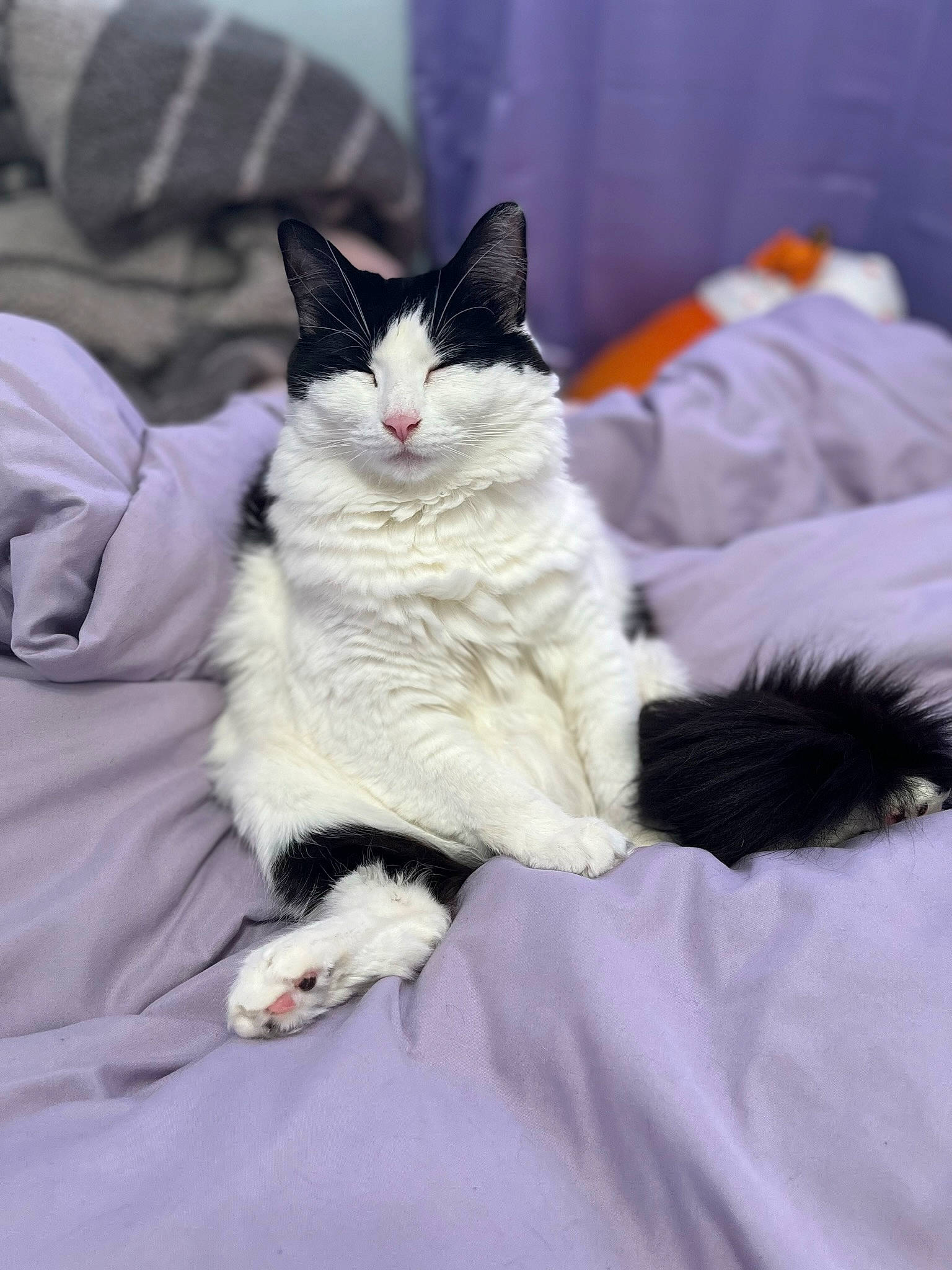 Paris joined the competition — help win amazing prizes! bed_sheet, bedding, carnivore, cat, comfort, domestic_short_haired_cat, felidae, formal_wear, fur, grey, human_leg, linens, magenta, paw, sitting, small_to_medium_sized_cats, tail, whiskers