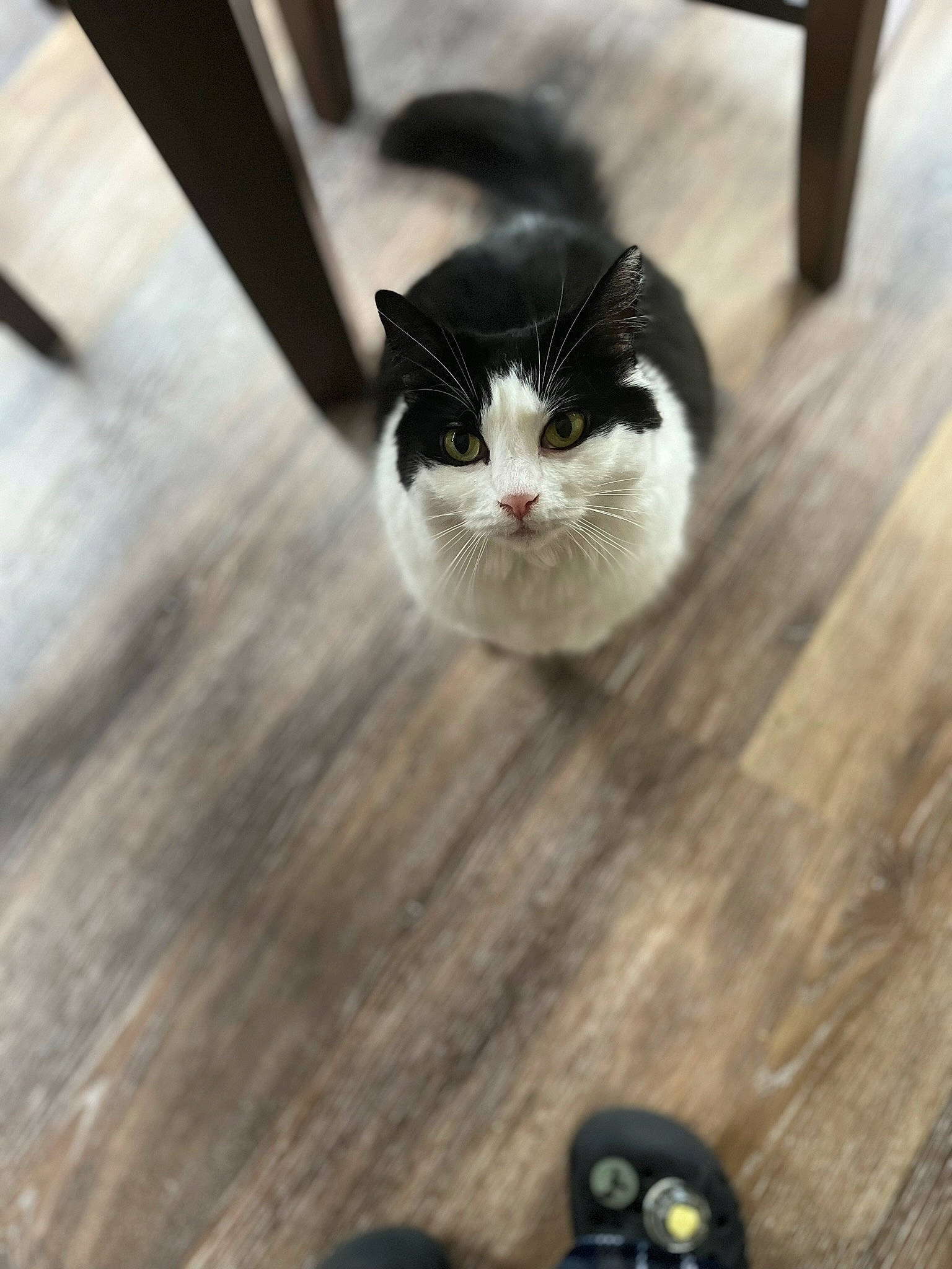 Paris joined the competition — help win amazing prizes! carnivore, cat, domestic_short_haired_cat, felidae, floor, flooring, fur, grey, hardwood, laminate_flooring, monochrome_photography, small_to_medium_sized_cats, snout, tail, whiskers, white, window, wood, wood_flooring, wood_stain