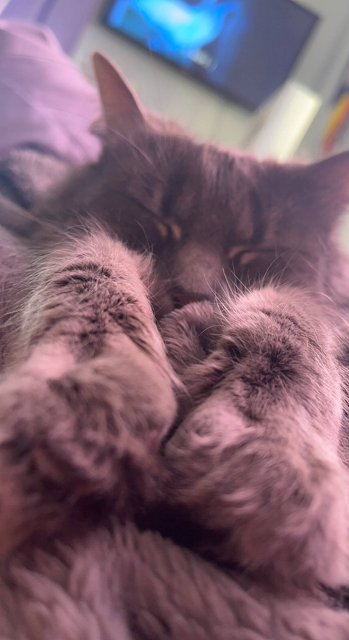 Bug joined the competition — help win amazing prizes! carnivore, cat, claw, close_up, cloud, comfort, domestic_short_haired_cat, ear, eye, felidae, fur, grey, monochrome, nap, paw, sky, small_to_medium_sized_cats, snout, tail, whiskers