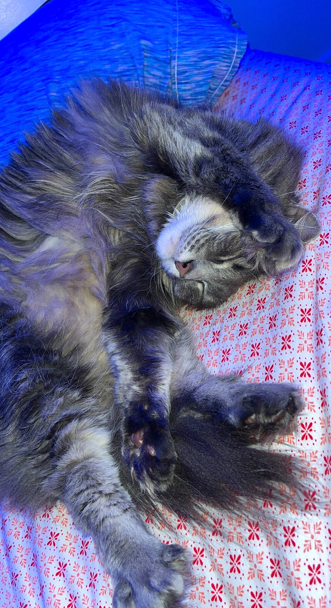 Bug joined the competition — help win amazing prizes! british_longhair, cat, claw, comfort, domestic_short_haired_cat, electric_blue, felidae, foot, fur, grey, human_leg, paw, primate, small_to_medium_sized_cats, snout, tail, terrestrial_animal, toe, whiskers, wildlife