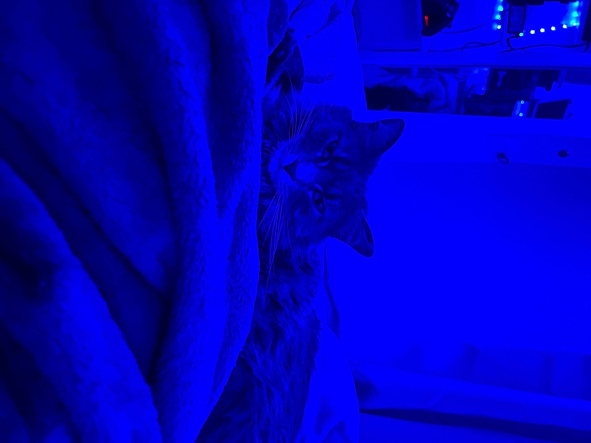 Bug joined the competition — help win amazing prizes! art, blue, carnivore, cat, darkness, electric_blue, entertainment, event, felidae, graphics, magenta, pattern, petal, plant, purple, small_to_medium_sized_cats, violet, water, whiskers, winter