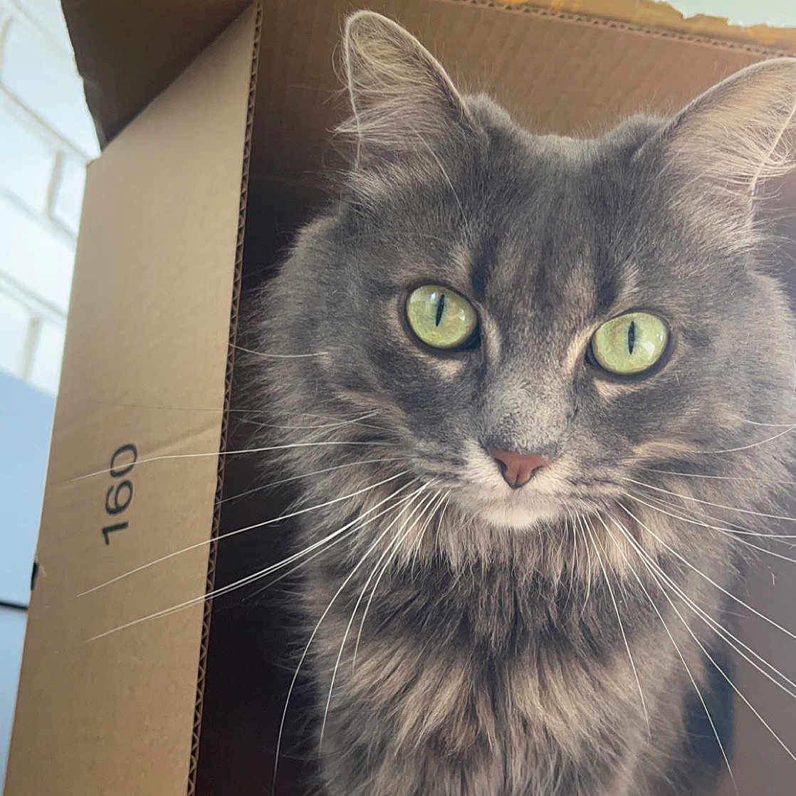 Bug is registered to the contest to win money with this photo: box, cardboard, carnivore, carton, cat, domestic_short_haired_cat, felidae, fur, grey, iris, packaging_and_labeling, paw, shipping_box, small_to_medium_sized_cats, snout, tail, whiskers, window