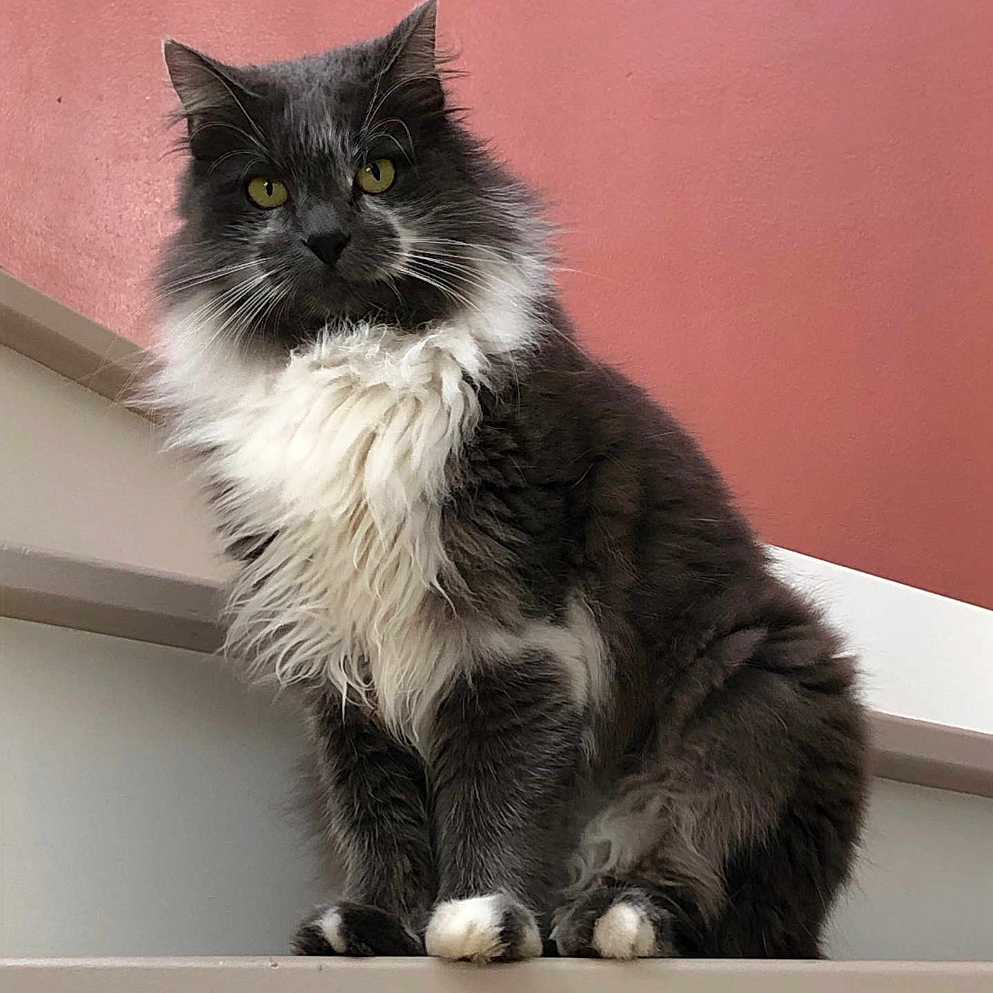 Romie a rejoint le concours — aidez-le/la à gagner de superbes lots ! abyssinian, angora, animal, blackcat, cat, egyptiancat, hardwood, kitten, manx, pet, snout, window, windowsill, wood