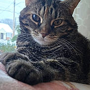 Maddy is registered to the contest to win money with this photo: animal, cat, close_up, cute, daylight, domestic_cat, ears, face, fur, greenery, house, indoor, mammal, paw, pet, relaxed, soft_surface, tabby_cat, whiskers, window
