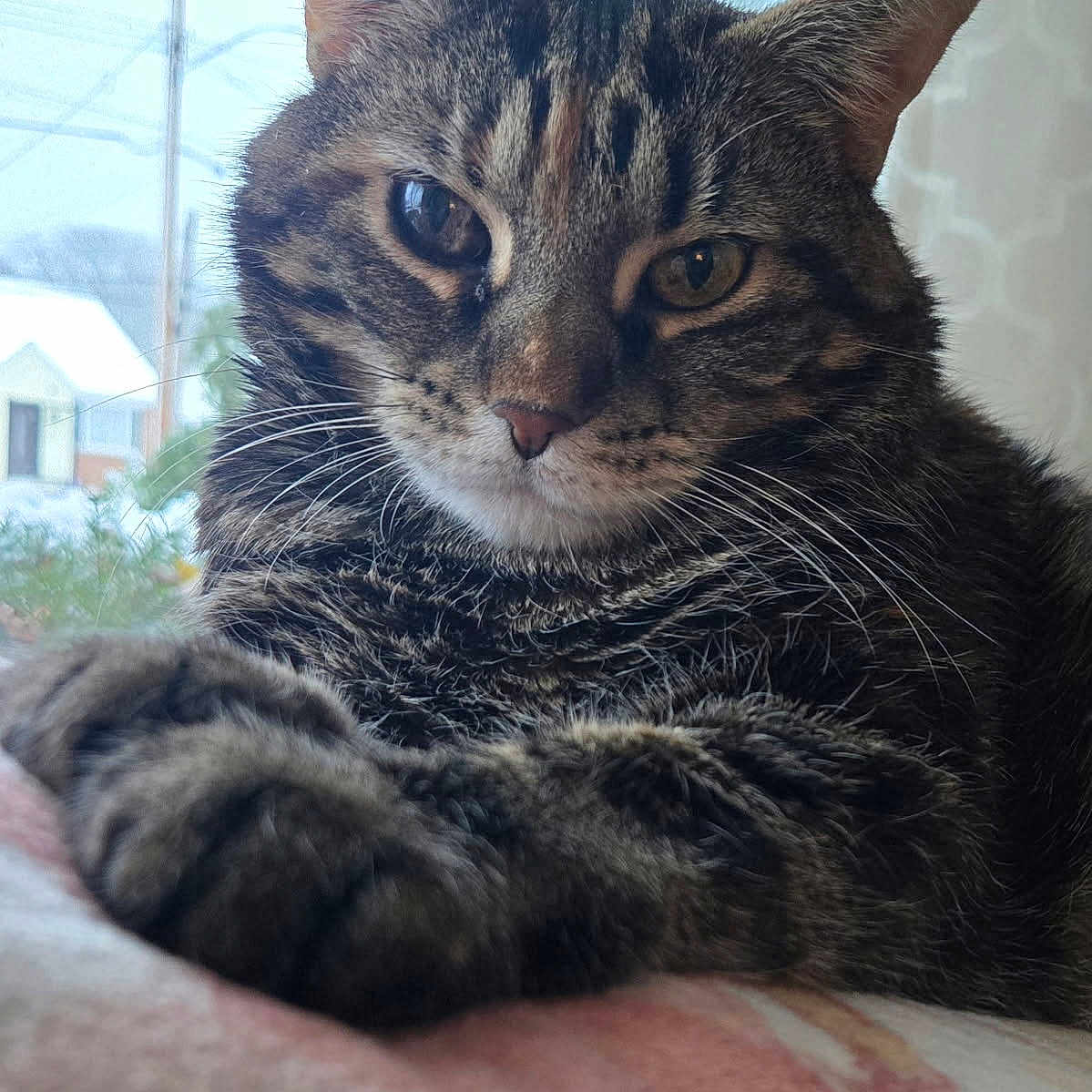 Maddy