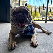 Boogie joined the competition — help win amazing prizes! dog, french_bulldog, pet, bandana, happy, smiling, animal, paw, concrete_floor, balcony, outdoor, daylight, blue_sky, railing, apartment_building, canine, tongue_out, close_up, domestic_animal, leisure