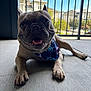 dog, french_bulldog, pet, bandana, happy, smiling, animal, paw, concrete_floor, balcony, outdoor, daylight, blue_sky, railing, apartment_building, canine, tongue_out, close_up, domestic_animal, leisure