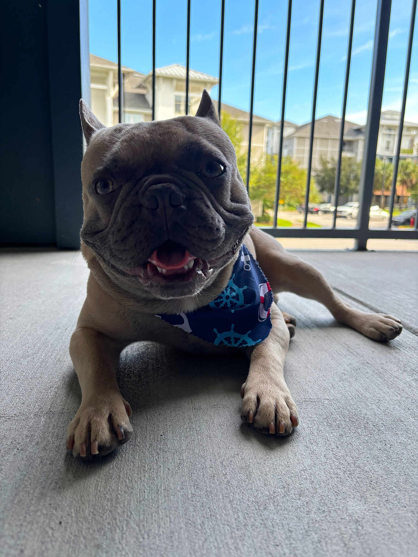 Boogie joined the competition — help win amazing prizes! dog, french_bulldog, pet, bandana, happy, smiling, animal, paw, concrete_floor, balcony, outdoor, daylight, blue_sky, railing, apartment_building, canine, tongue_out, close_up, domestic_animal, leisure