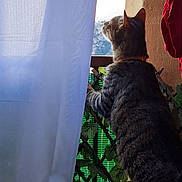 Tigrou participe au concours pour gagner de l'argent avec cette photo : abyssinian, angora, animal, architecture, building, cat, couch, curtain, furniture, homedecor, house, housing, kitten, linen, manx, outdoors, pet, porch, shelter, window