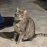 cat, curious, domestic_cat, ears, gaze, gray_cat, human_leg, indoor, paws, pet, portrait, shadow, sitting, slipper, stripes, tabby_cat, tail, tile_floor, whiskers, yellow_eyes