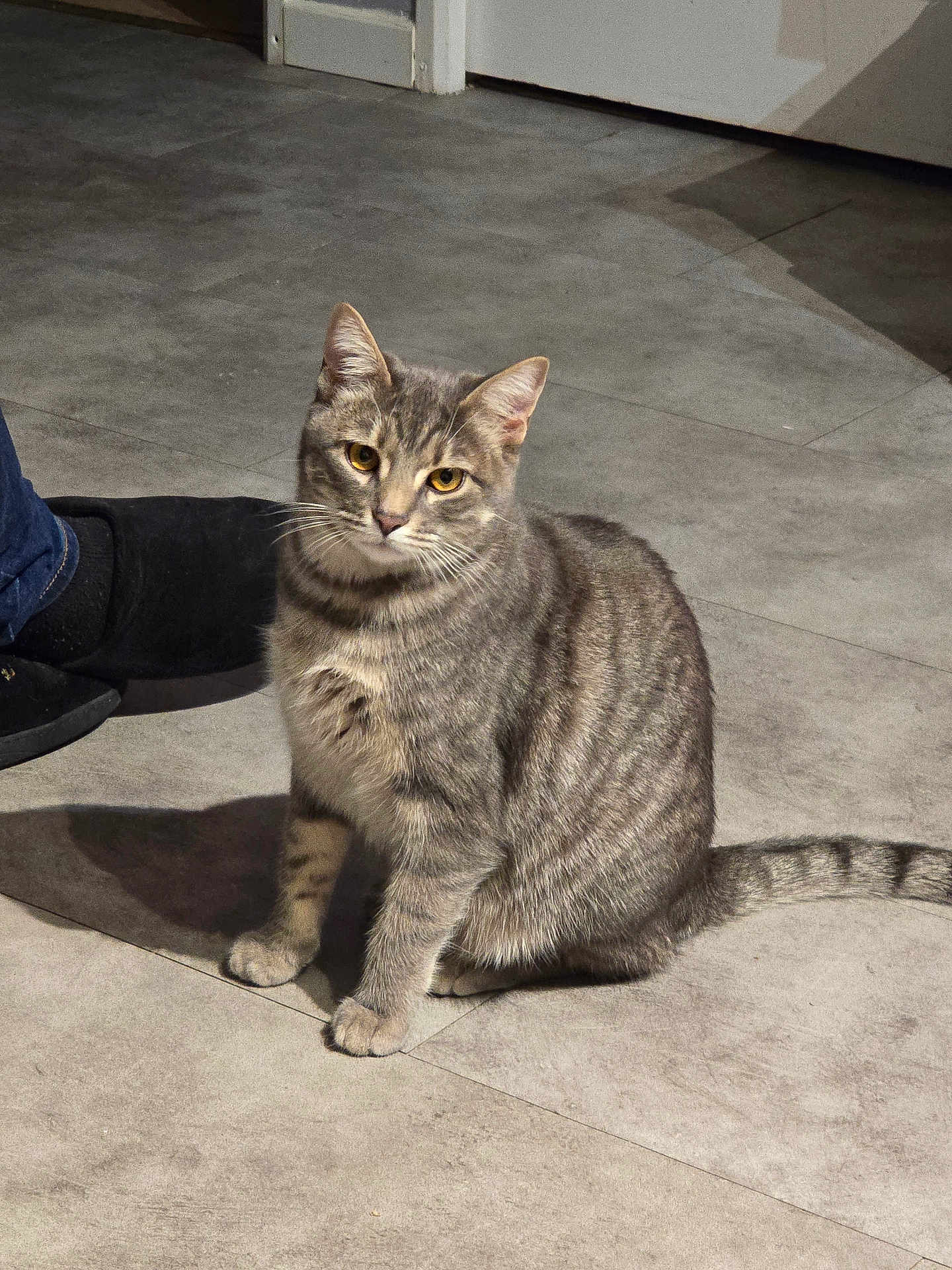 Tigresse a rejoint le concours — aidez-le/la à gagner de superbes lots ! cat, tabby_cat, gray_cat, domestic_cat, pet, stripes, sitting, indoor, tile_floor, whiskers, yellow_eyes, paws, tail, portrait, slipper, human_leg, gaze, ears, curious, shadow