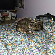 Tigresse a rejoint le concours — aidez-le/la à gagner de superbes lots ! cat, cat_sleeping, two_cats, bed, blanket, duvet, floral_pattern, tabby, striped, paws, indoor, bedroom, television, stool, furniture, cozy, pet, sleeping, blanket_pattern, wall