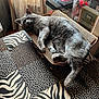 cat, gray_cat, sleeping, cardboard_scratch_pad, bedspread, patterned, sunlight, window, curtains, indoor, furniture, figurines, glass_display_case, cozy, relaxed, pet, animal, home, soft_light, resting