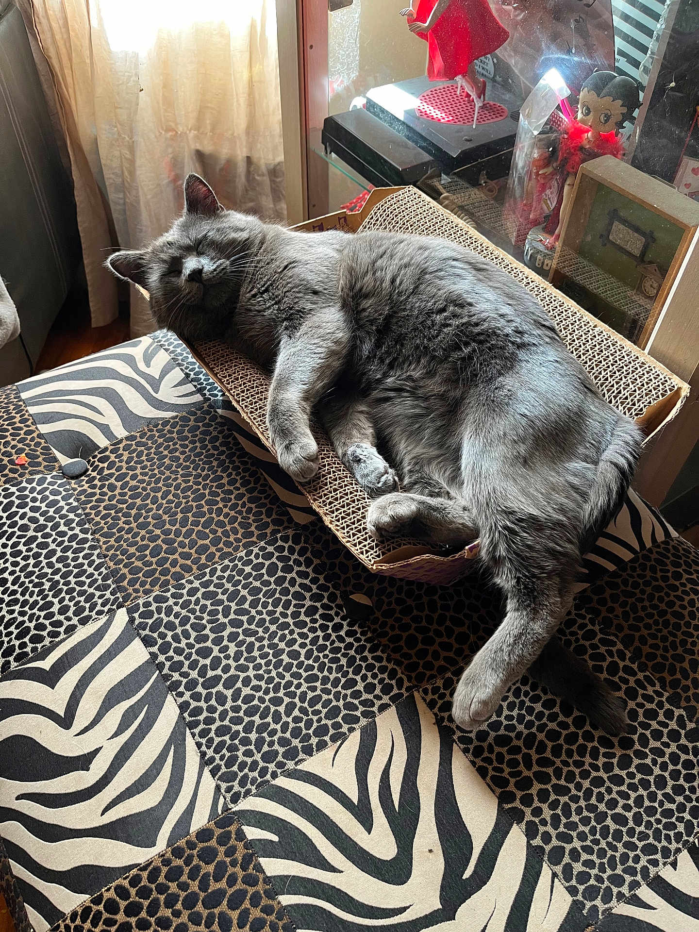 Speedy joined the competition — help win amazing prizes! cat, gray_cat, sleeping, cardboard_scratch_pad, bedspread, patterned, sunlight, window, curtains, indoor, furniture, figurines, glass_display_case, cozy, relaxed, pet, animal, home, soft_light, resting