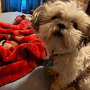 Fatso joined the competition — help win amazing prizes! dog, pet, bed, blanket, red_blanket, fur, collar, tags, indoor, cute, fluffy, scruffy, cozy, room, curtains, window, stuffed_toy, furniture, home, animal