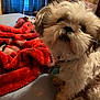 dog, pet, bed, blanket, red_blanket, fur, collar, tags, indoor, cute, fluffy, scruffy, cozy, room, curtains, window, stuffed_toy, furniture, home, animal