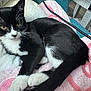 cat, kitten, black_and_white, tuxedo_cat, pet, animal, feline, fur, whiskers, paws, blanket, soft, cute, indoor, resting, lying_down, curious, yellow_eyes, cozy, domestic
