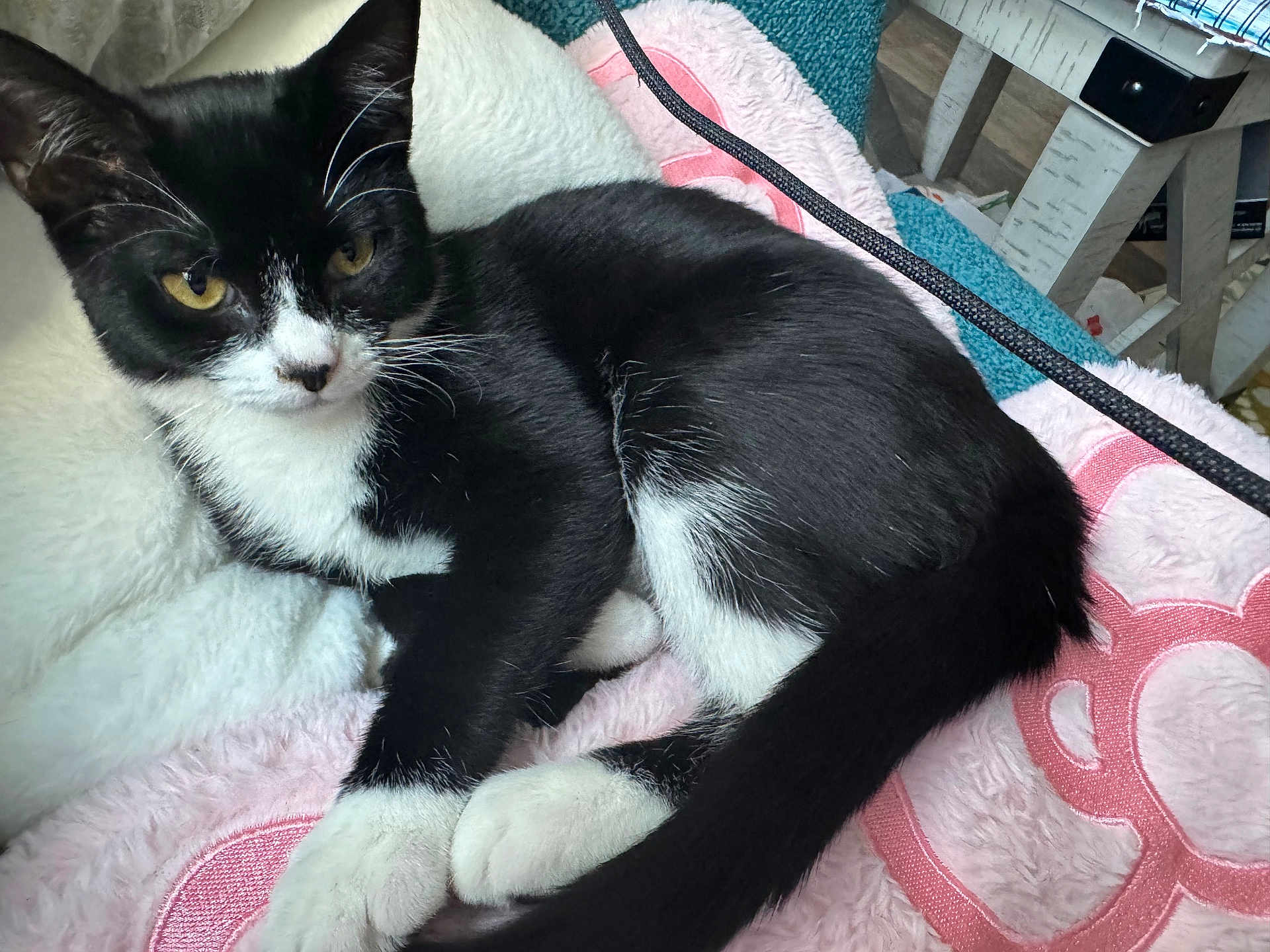 Joy is registered to the contest to win money with this photo: cat, kitten, black_and_white, tuxedo_cat, pet, animal, feline, fur, whiskers, paws, blanket, soft, cute, indoor, resting, lying_down, curious, yellow_eyes, cozy, domestic