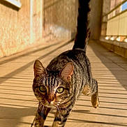 Volta Schmitt a rejoint le concours — aidez-le/la à gagner de superbes lots ! cat, tabby, walking, tail_up, shadow, sunlight, corridor, tiles, indoor, pet, animal, feline, striped, confident, close_up, green_eyes, whiskers, paws, daylight, background_wall