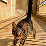 cat, tabby, walking, tail_up, shadow, sunlight, corridor, tiles, indoor, pet, animal, feline, striped, confident, close_up, green_eyes, whiskers, paws, daylight, background_wall