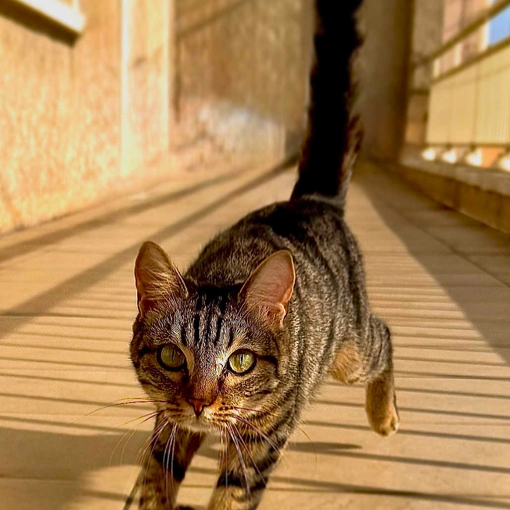 Volta Schmitt a rejoint le concours — aidez-le/la à gagner de superbes lots ! cat, tabby, walking, tail_up, shadow, sunlight, corridor, tiles, indoor, pet, animal, feline, striped, confident, close_up, green_eyes, whiskers, paws, daylight, background_wall