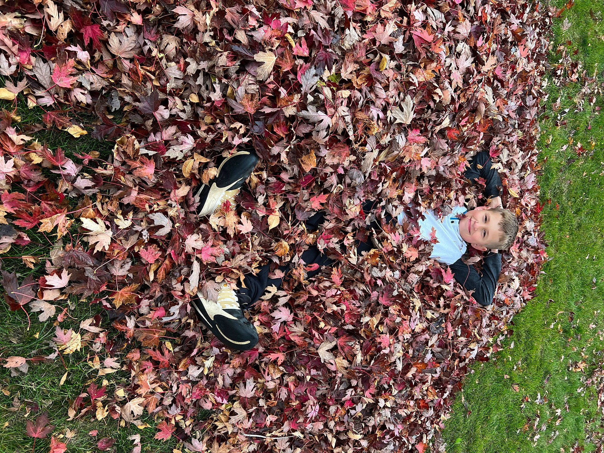 Dayton joined the competition — help win amazing prizes! autumn, carmine, deciduous, flowering_plant, garden, grass, groundcover, joy, people_in_nature, person, petal, plant, shadow, shrub, soil, tree, twig, waste, wood