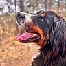 dog, bernese_mountain_dog, tongue_out, outdoor, forest, nature, pet, animal, fur, black_fur, brown_fur, white_fur, portrait, closeup, canine, muzzle, happy, daylight, blurred_background, looking_up